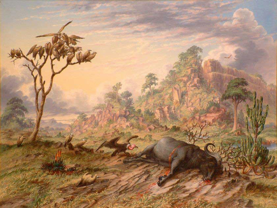 dead buffalo king vulture and common vultures